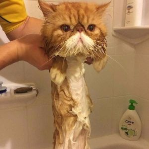 Думал что мой кот толстый
