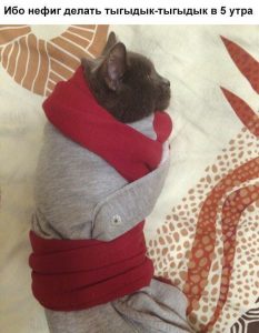 И кормить я тебя не буду