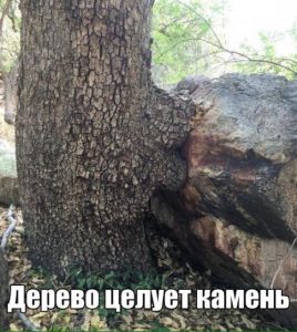 Любовь природы
