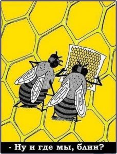 Проблемы пчёл