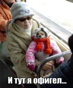 Собакам тоже нужно тепло