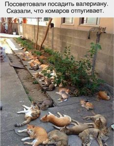 А котов притягивает