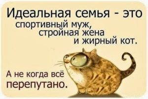 Чем толще кот тем веселее жизнь