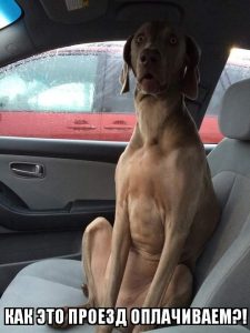 Я думал бесплатно