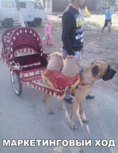 Это верблюд