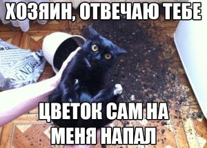 Я защишался