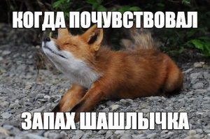 Бегу за ними
