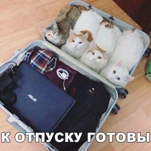 Даже коты отдыхают