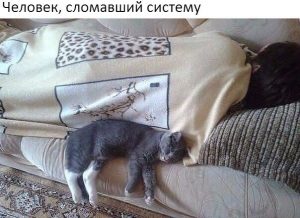 Обманули кота