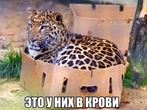 Кошки