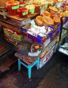 Дорогой кот