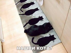Где кот