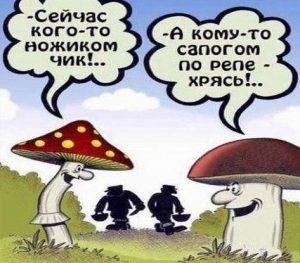 Грибы уже ждут