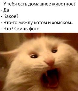 Кото-хомяк