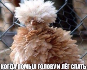 Лохматость