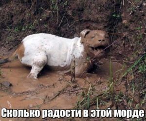 Он счастлив