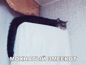 Ползает по домам