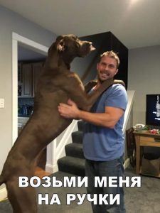 Поноси по комнатам