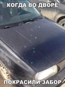 Котам закон не писан