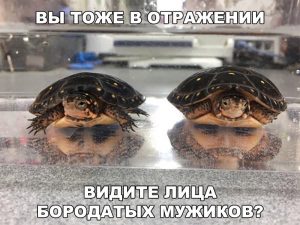 Черепахи-люди
