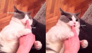 А то откушу