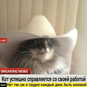 Цитаты котов