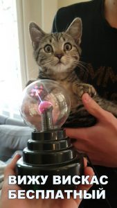 Кот-экстрасенс