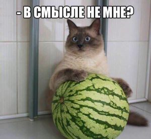 Это мой арбуз