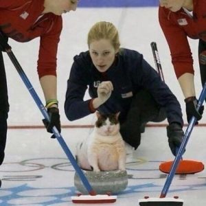 Игра с котом