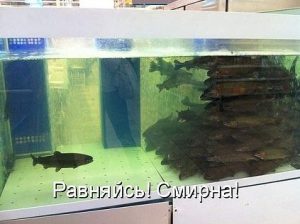 Начальник
