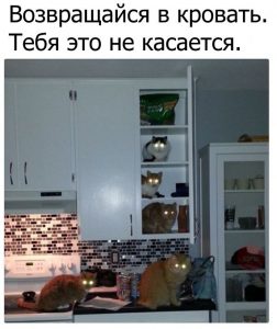 Разборки котов