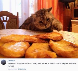 Секреты котов