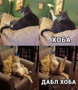 Сила котов