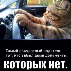 Это кот