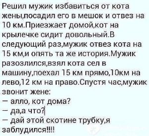 И кот довёл его до дома