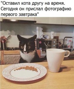 Кот офигел