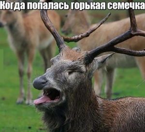Фу какая гадость