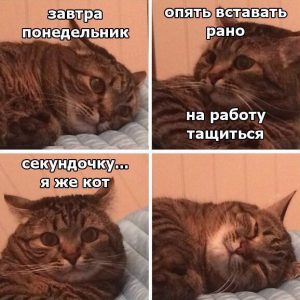 День из жизни кота