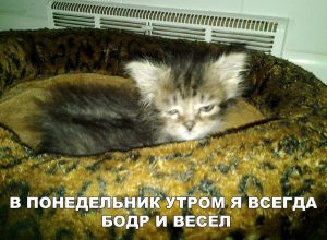 Я готов к работе