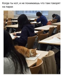 Кот не учиться у него лапки