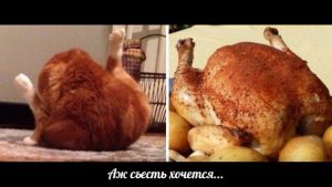 Кот-курица