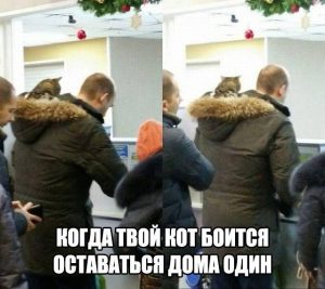 Корм не забудь