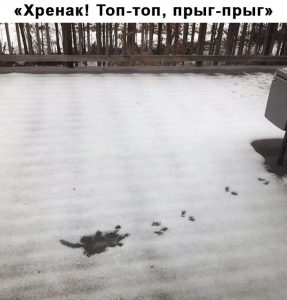 Летающий кот