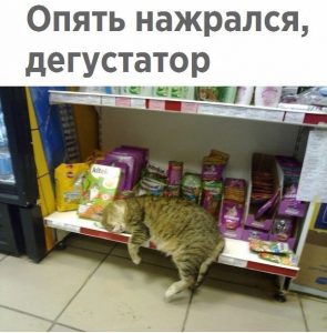 Рай кота