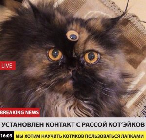 Сверх кот