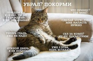 Теории кота