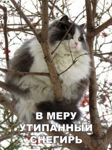 Ищу компанию
