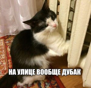 Лаже кот замёр
