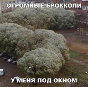 Деревья мутанты
