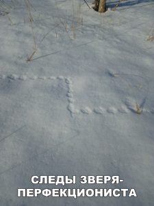 Он ходит по правильным фигурам